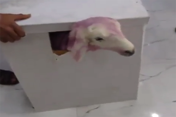 آخر صرعات الهدايا.. خروف حي في صندوق للهدايا!