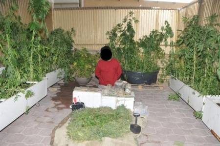 الامن الكويتي يداهم منزل اردني ويكشف عن مزرعة ماريجوانا