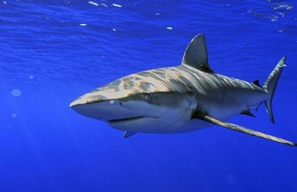 ستيني يصطاد  قرش  في العقبة (صور)