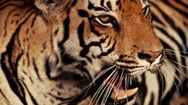 نمر يقتل حارسة في حديقة حيوان بريطانية