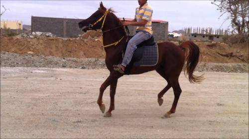 حصان يدهس حدثاً بالمفرق