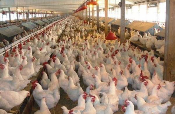 الاتحاد النوعي لمربي الدواجن: يرد على حملة المقاطعة ويوضح الحقيقة!