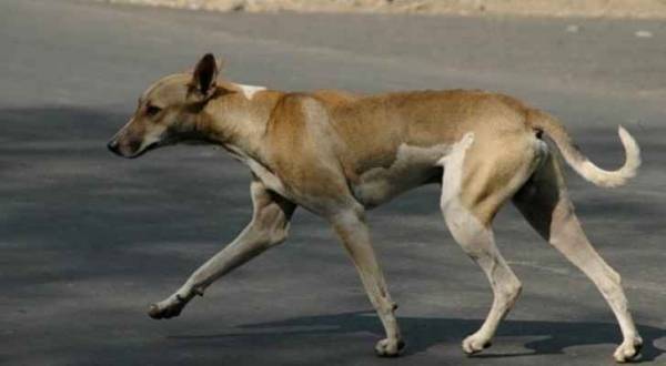 بلدية عجلون تقتل أكثر من ١٠٠ كلب ضال ورصد ٤٠ حالة عقر