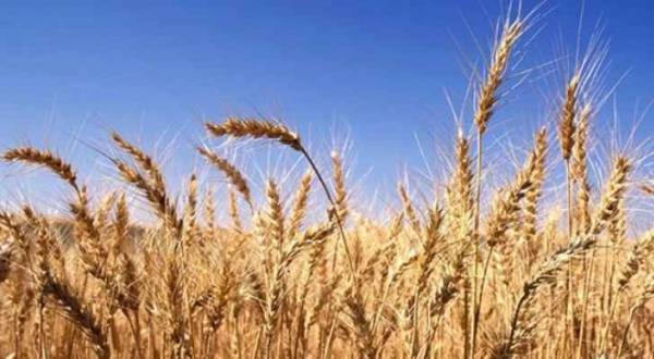 حريق يأتي على ٨٠ دونما مزروعة بالقمح في إربد