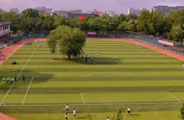 إنشاء ملعب لكرة القدم حول شجرة عمرها 100 عام (صور)