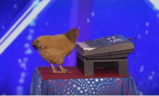 بالفيديو..... دجاجة تعزف بمهارة على البيانو وتبهر لجنة التحكيم!