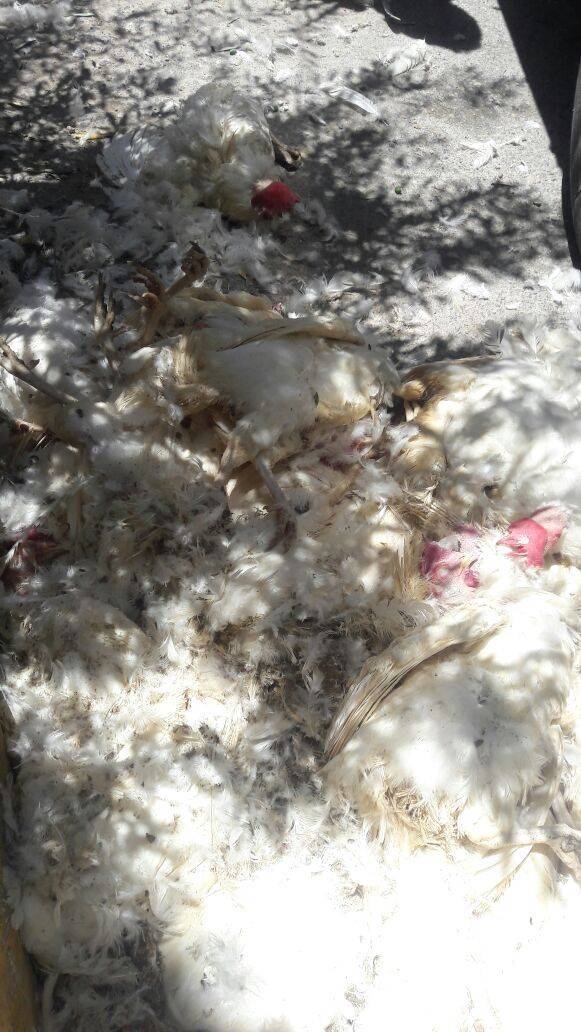 بالصور: ضبط شاحنه نقل دواجن بالزرقاء تنقل دواجن للجمعيات الخيريه بداخلها دجاج نافق