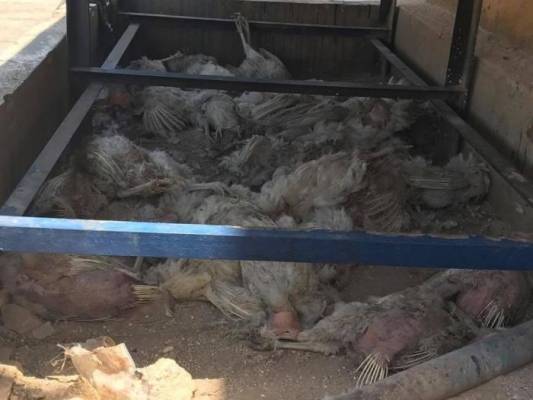 مادبا : مجهولون يلقون 1500 دجاجة فاسدةنافقة وحية داخل الاحياء السكنية ويلوذون بالفرار