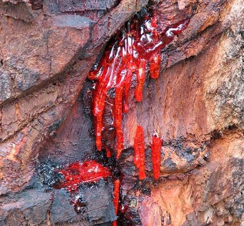 شاهدوا بالصور الشجرة التي تنزف دما!