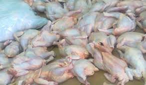 معلومة خطيرة عن بطل الدجاج الفاسد نضعها على مكتب رئيس الوزراء