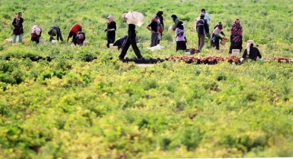 الزراعة تحذر من آثار ارتفاع درجات الحرارة