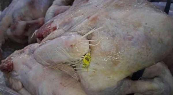 الغذاء والدواء: لا وجود لدجاج فاسد بالزرقاء