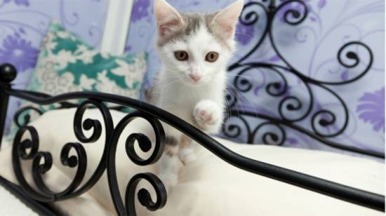 فندق للقطط في الكويت