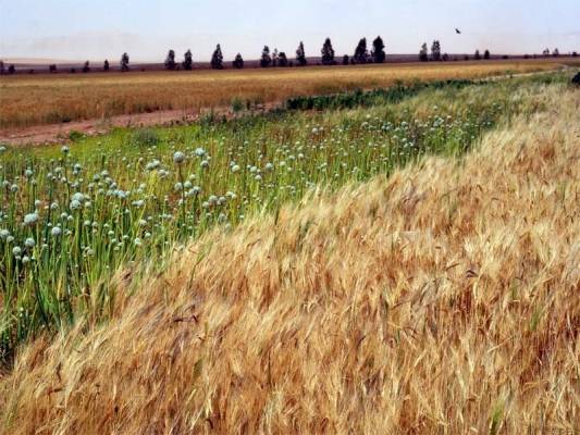 الحكومة ترفع سعر القمح والشعير