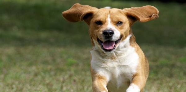 جرو ضال ينضم لقوات شرطة ويرتدي ملابسهم (صور)