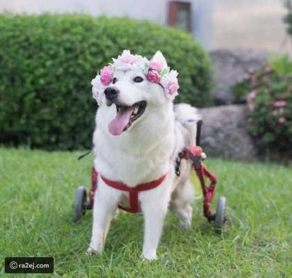 شاهد.. كلبة تقرأ وتعد حتى الرقم 50