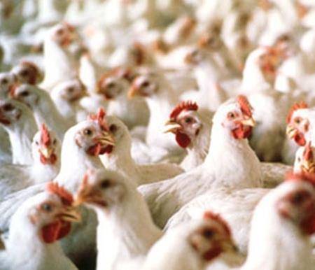 الغذاء والدواء: ٥٨ طن دجاج فاسد صُرفت في عمان والكرك ومعان