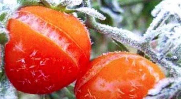 ١.٢ مليون دينار تعويضات لمتضرري الصقيع