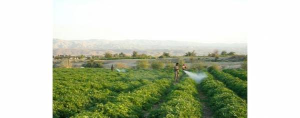 الرواشدة: الحكومة خصصت 500 الف دينار لإقامة مصنع لتدريج البندورة في غور الصافي