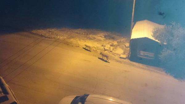 اين انت يا أمانة عمان الكلاب الضاله والاصوات المجهوله تجوب شوارع عمان (صور)