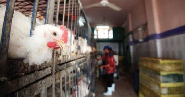 سقوف سعرية للدجاج.. الطازج بدينارين والنتافات بـ160 قرشا