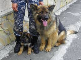 الـK9 يعثر على الطفل وسيم بعد ضياعه في ماركا