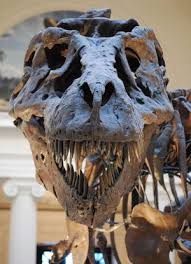 علماء كنديون يكتشفون جمجمة ديناصور كاملة عمرها 74 مليون سنة