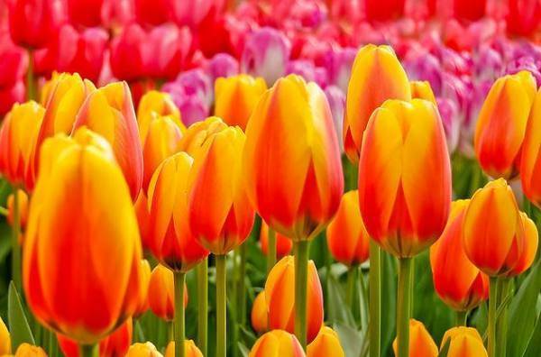 أكبر حديقة زهور في العالم تحتوى سنويا على 7 مليون زهرة