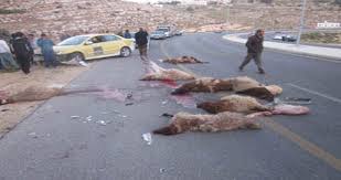 نفوق 35 رأسا من الأغنام دهسها بك آب في إربد