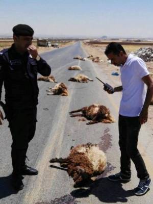 بالصور..نفوق ٣٦ رأس غنم بحادث دهس في اربد