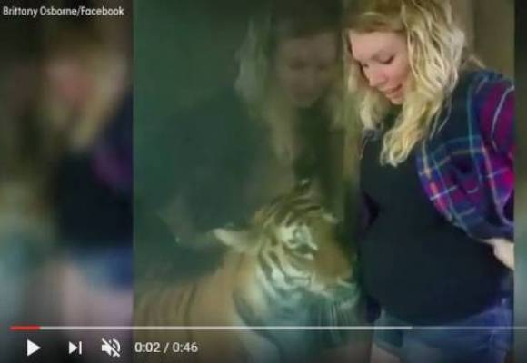 بالفيديو.. نمر يداعب بطن فتاة حامل يذيب القلوب