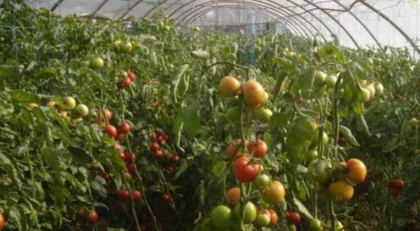 نصائح للمزارعين لمواجهة موجة الحر