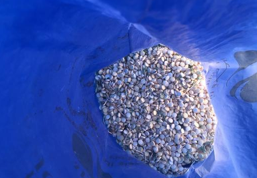 ضبط 100 ألف حبة كبتاجون بعد مطاردة على طريق صحراوي..صور