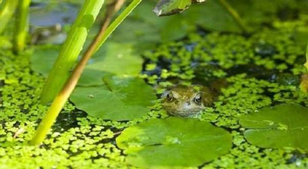 بكتيريا البرك والمستنقعات تساعد على شفاء أمراض القلب