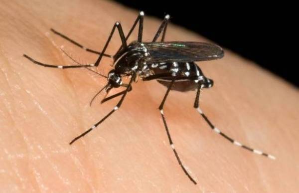 لهذه الأسباب الـ7.. يلدغك الناموس أكثر من غيرك!