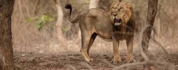 طائرة لمتابعة اسد في غابات جرش اثر معلومات فيسبوكية