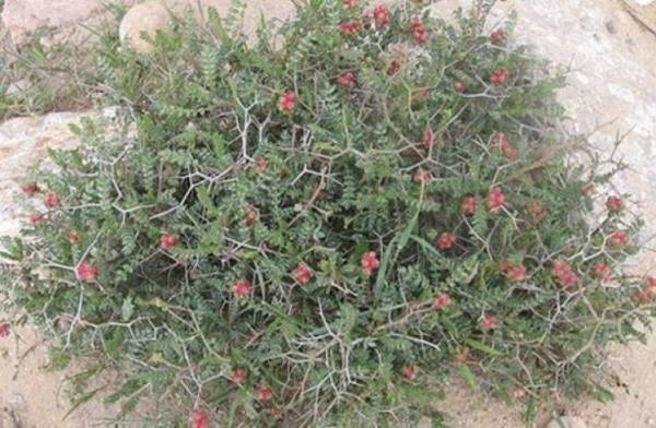 نبتة ذُكرت قبل 8 قرون .. تهزم السكري