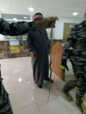 أفعى تعلق بآلة طابعة في دائرة الأراضي