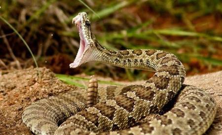 مصرع سيدة بلدغة أفعى في الأغوار