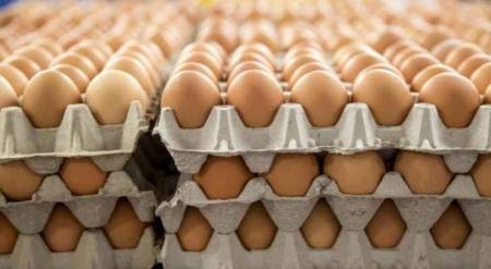 ضبط ١١٨ طبق بيض فاسد في الأغوار