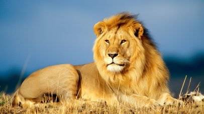 جرش : لا يوجد أسد