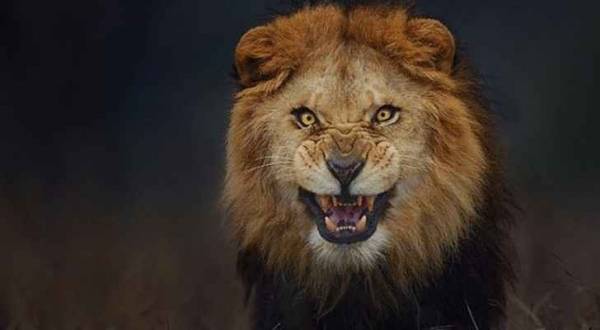 العدوان: فيديو أسد جرش مفبرك وسنلاحق ناشريه