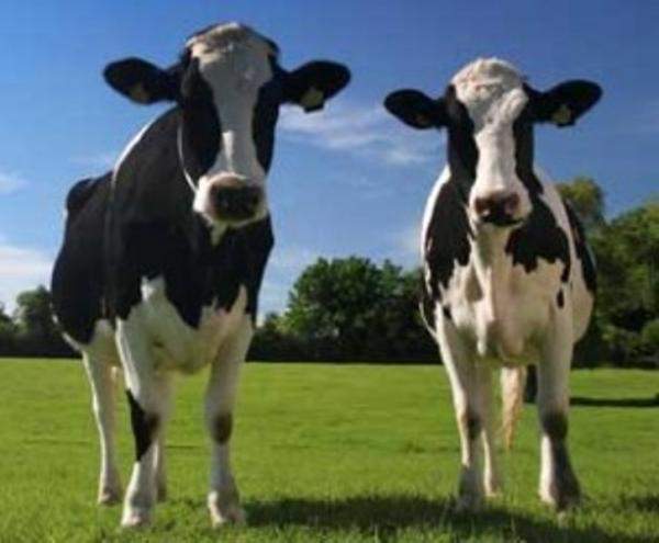 إربد : ضبط بقرتين نافقتين في طريقهما للبيع