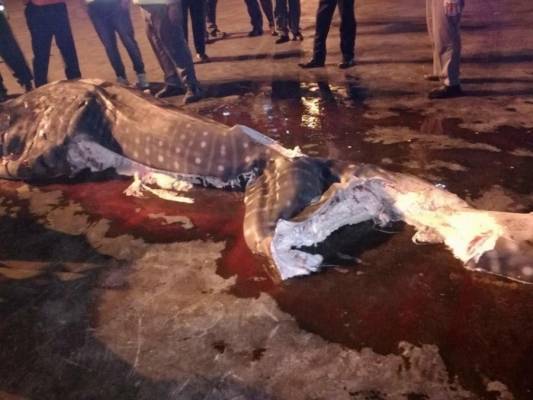 بالفيديو والصور …. اصطياد “حوت بتان” علق بمحرك سفينة في العقبة