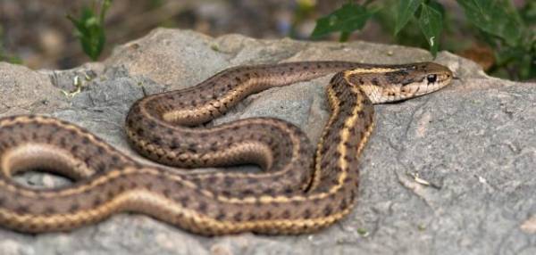 «حيّة» تغلق مول شهير في عمان