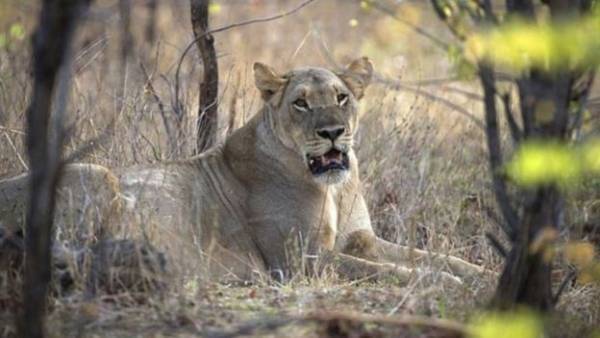 أسد يفترس طفلة عمرها 10 أعوام في زيمبابوي