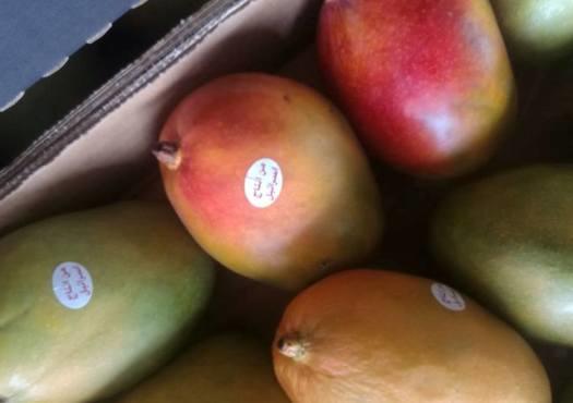 تحذيرات من مانجا إسرائيلية في الاسواق