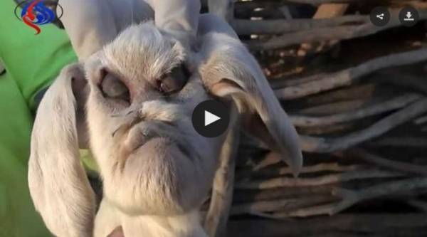 فيديو... ولادة ماعز بوجه مخيف يرعب السكان المحليين