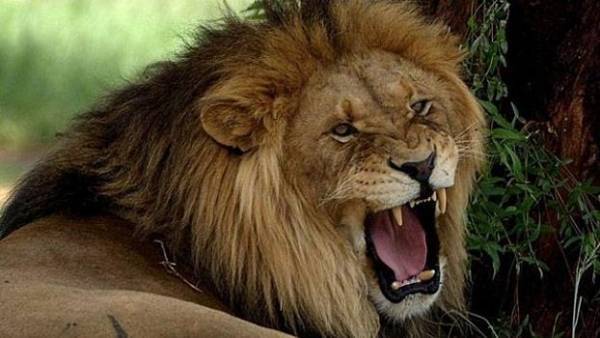 مجدداً .. 400 مواطن ينطلقون للبحث عن أسد جرش بعد سماع صوته