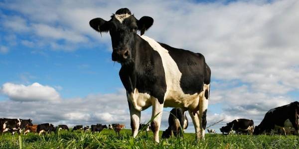 هل تنجح الأبقار في إنقاذ البشرية من الإيدز؟